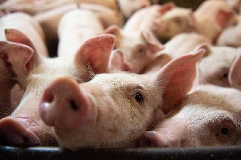 hogs2020-12-1023-37-50_2022-09-23_20-40-13