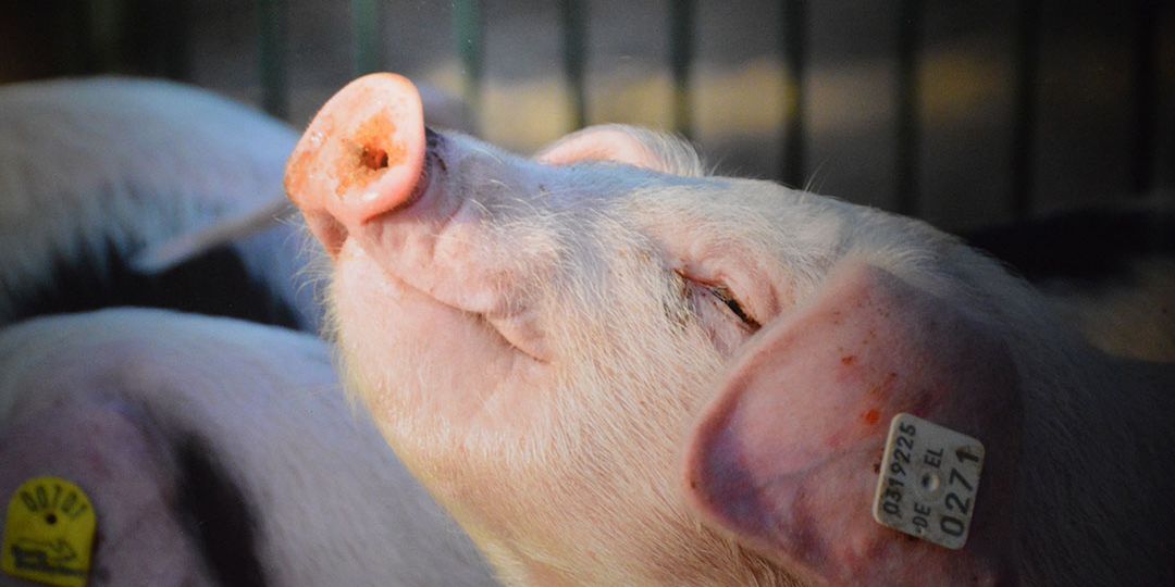 Pigs