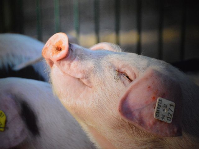 Pigs