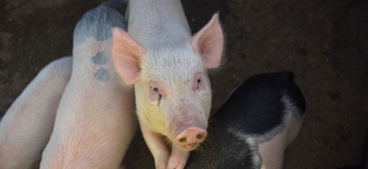 A Piglet Stepping on Other Pigs to Get Taller
