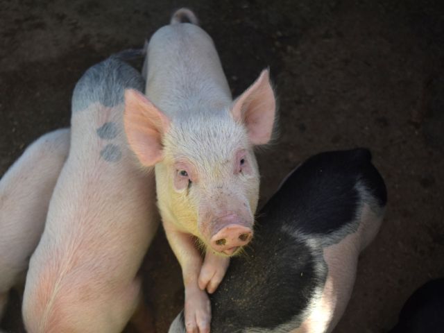 A Piglet Stepping on Other Pigs to Get Taller