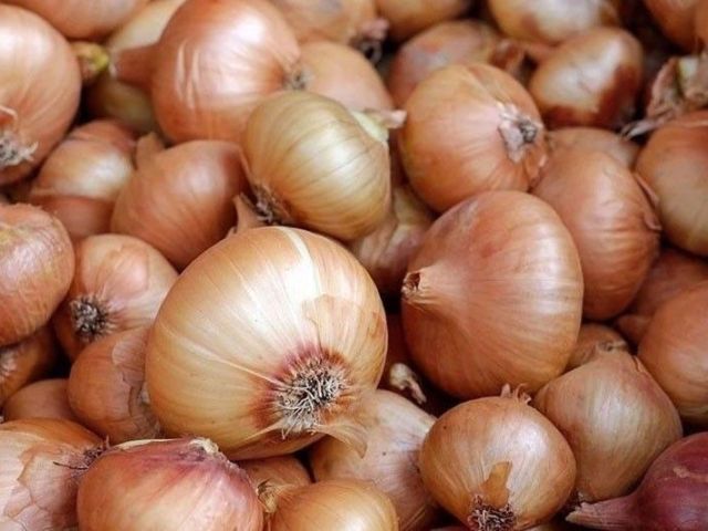 onions_2024-08-28_23-00-37