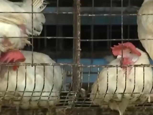 poultry_2022_11_30_09_54_28