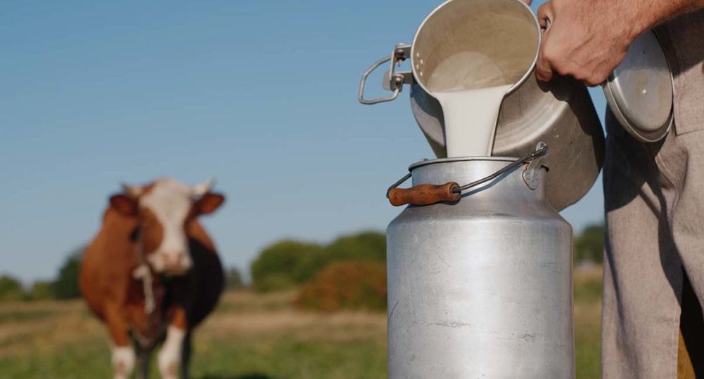 Dairy-cow_worker_adobe