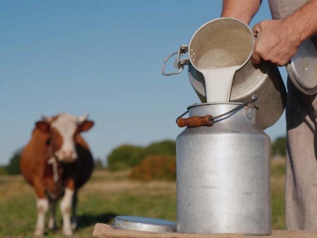 Dairy-cow_worker_adobe