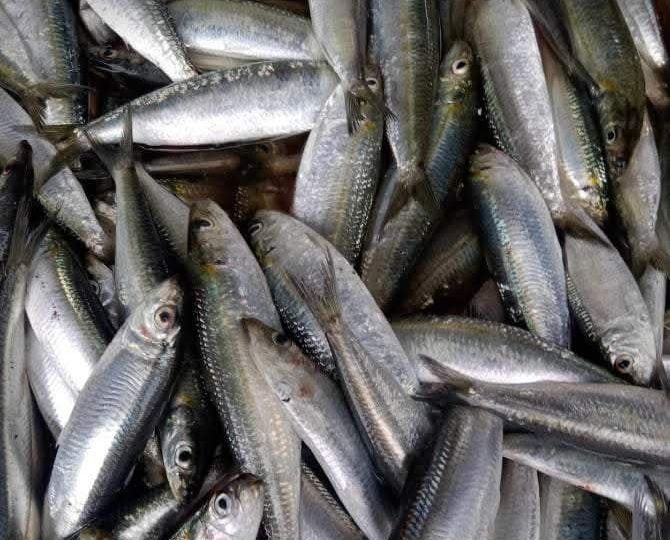Sardinella-lemuru