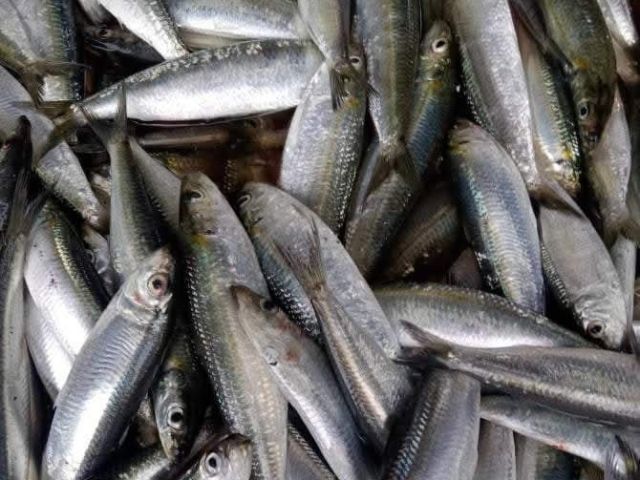 Sardinella-lemuru