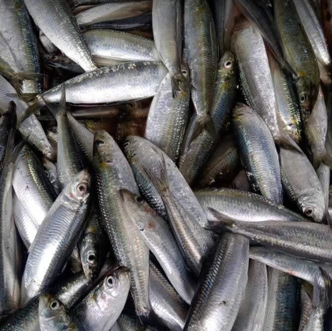 Sardinella-lemuru