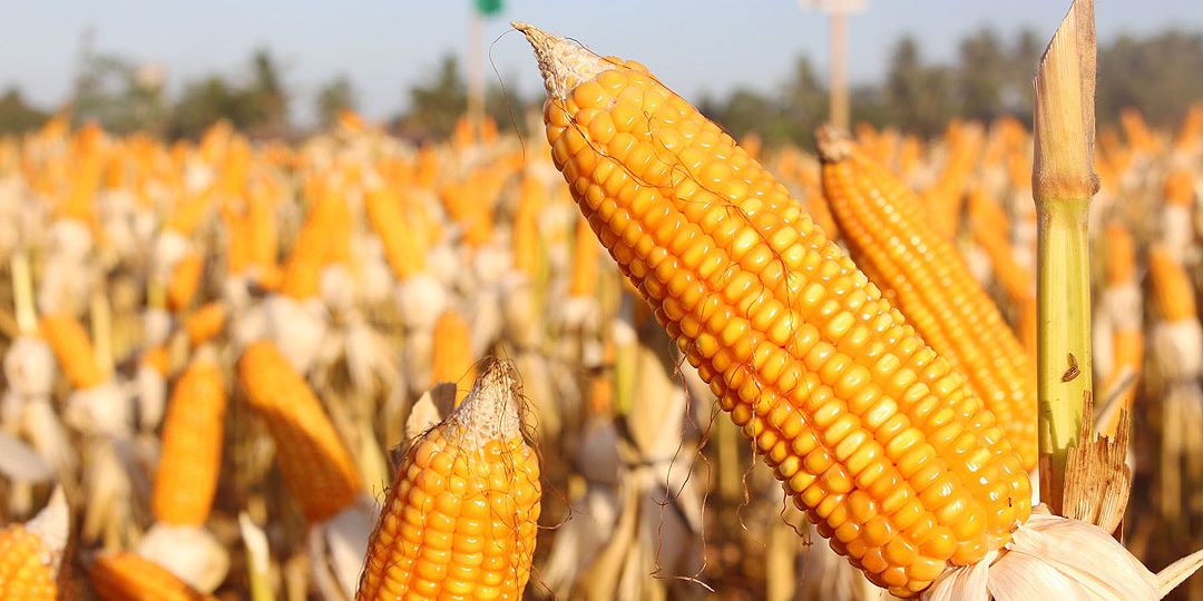 yellow-corn-MIMAROPA-DA.GOV_.PH_