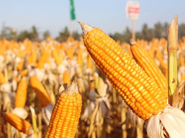 yellow-corn-MIMAROPA-DA.GOV_.PH_