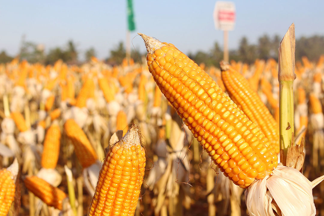 yellow-corn-MIMAROPA-DA.GOV_.PH_