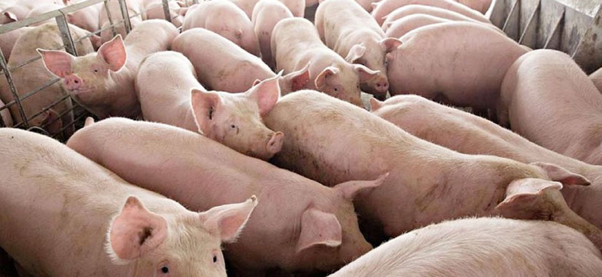 pig-farm