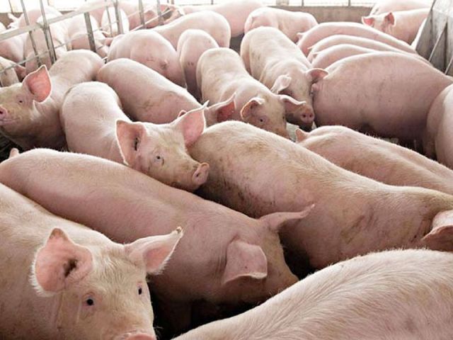 pig-farm