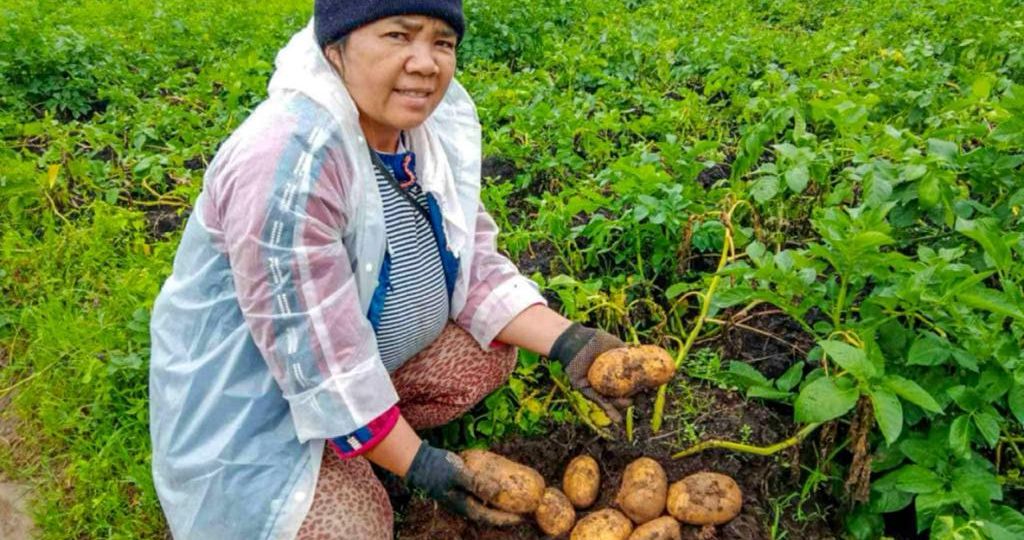 Cordillera-farmer