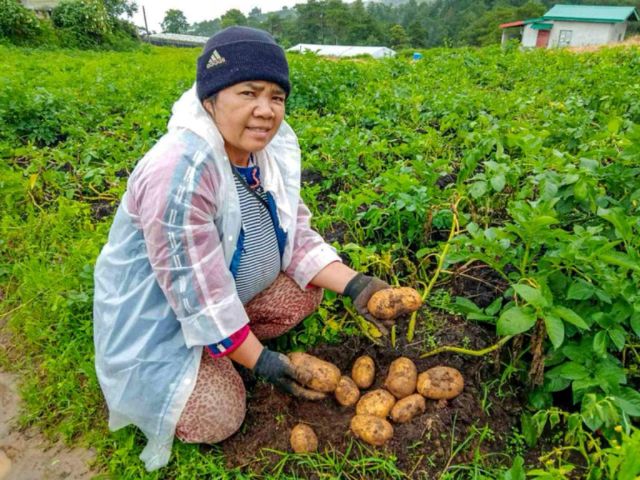 Cordillera-farmer