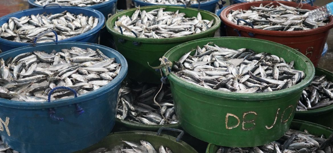 fish-importation