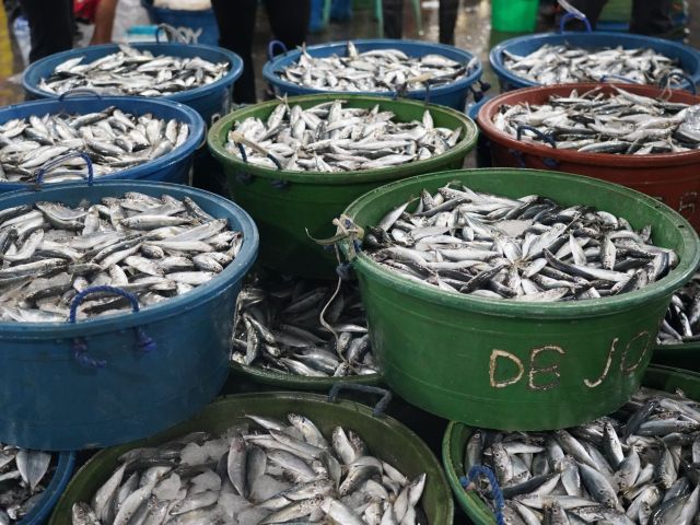 fish-importation