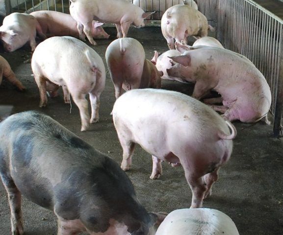 piggy