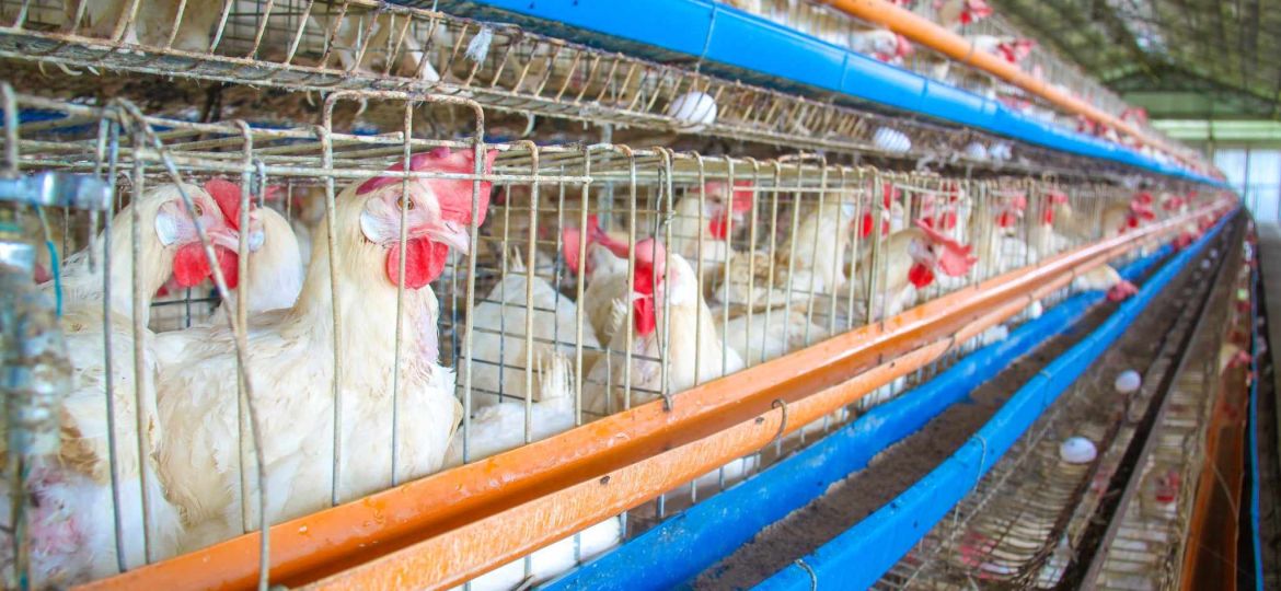 poultry_gian_carlo-1