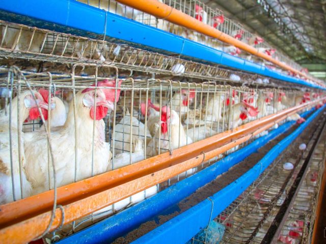 poultry_gian_carlo-1