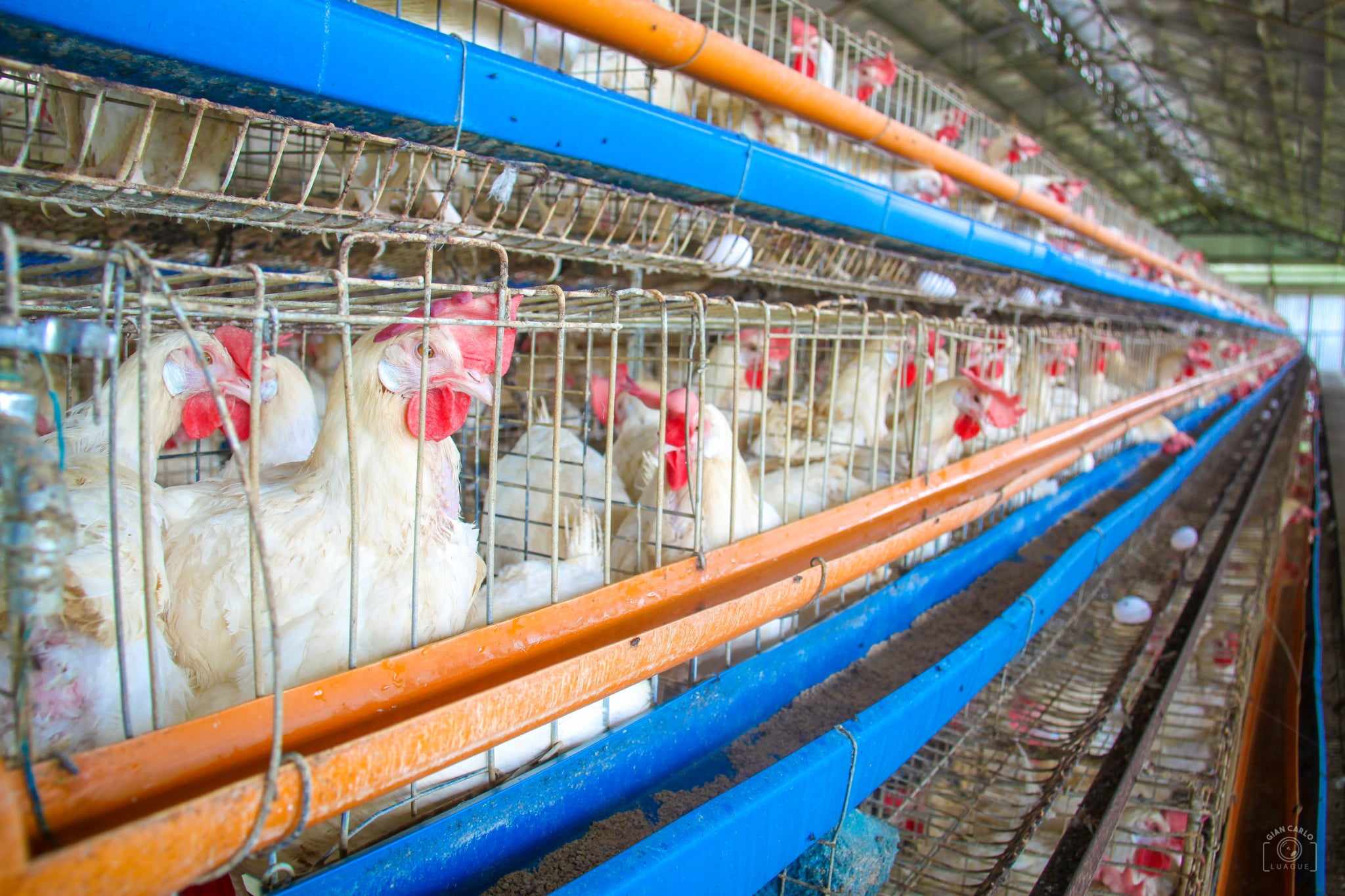 poultry_gian_carlo-1